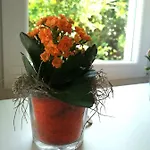 Ivka
